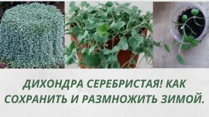 Обязательно посадите это растение.Дихондра Серебристая Как сохранить и размножить зимой.Все способы.