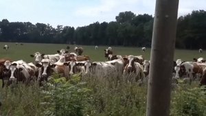 Мужик рыгает на коров