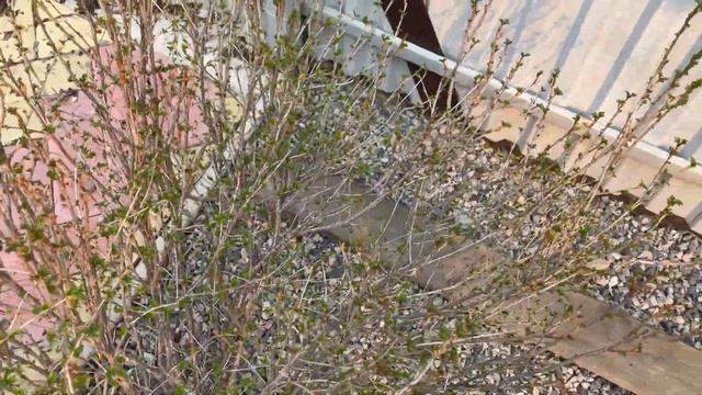 Хотите отсыпать посадки щебнем/камнем? Уборка сада ВОЗДУХОДУВКОЙ смотреть онлайн