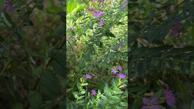Куфея иссополистная (Cuphea hyssopifolia)