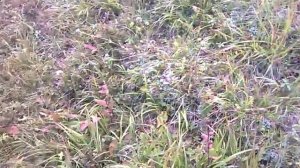 черника в горах Чечни