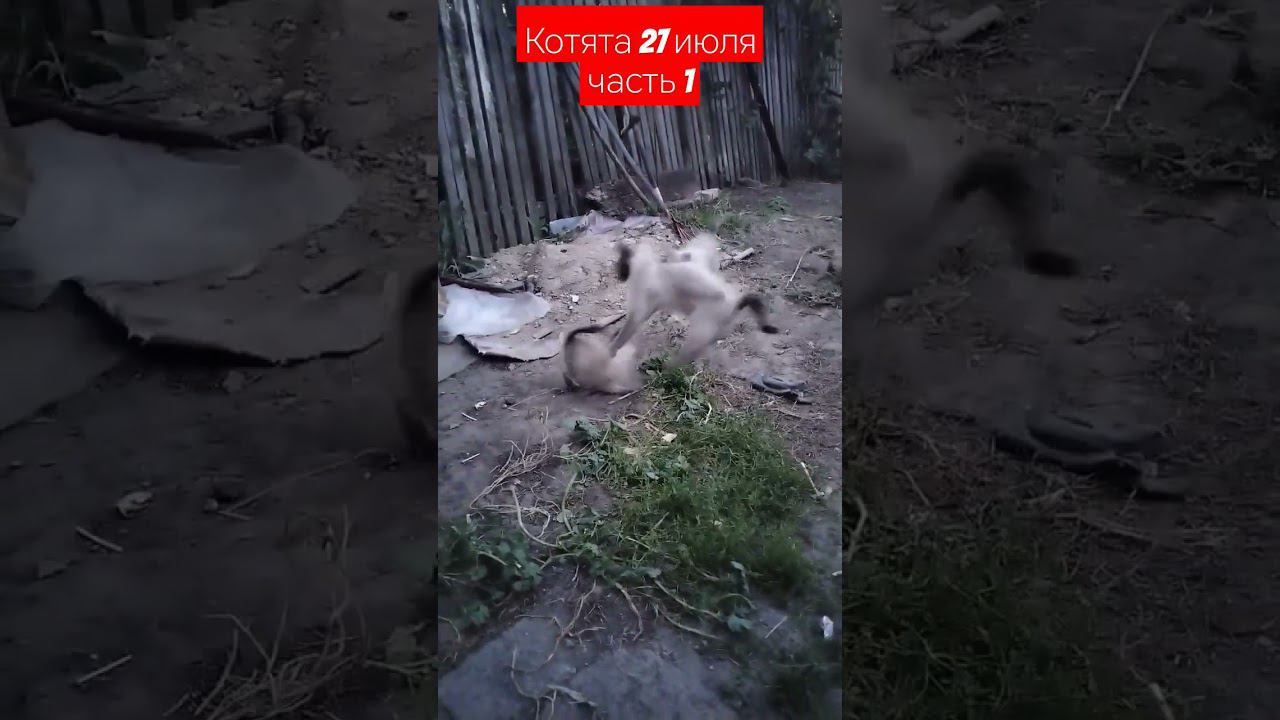 котята часть 1 #котята #питомцы смотреть онлайн