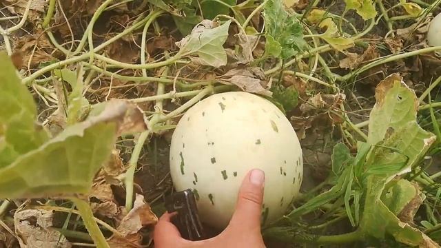 Дыня Далматин F1 Nong-Woo-Bio (2019) смотреть онлайн