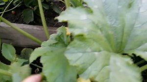 Огромный ОГОРОД в Сибири !