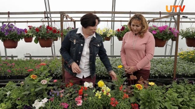 Выбираем цветы для клумбы смотреть онлайн