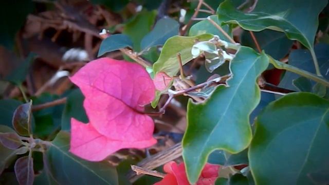 Nikon Coolpix L120 - Plants and Bugs смотреть онлайн