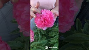 Salmon glory peony. Салмон Глори пион. Пулков сад (2022 г)