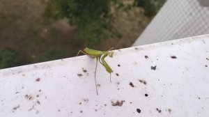 Где живёт Богомол. #гдеживетбогомол #хищник