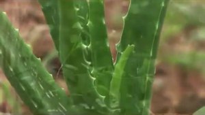 Manaltheeram Ayurveda Beach Village