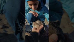На озёрах тает лёд (Большой Сунгуль)