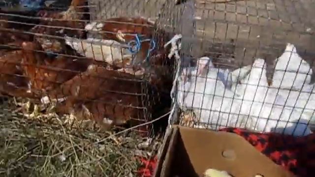 Птичий рынок в Детчино смотреть онлайн