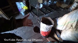 Про индюков! Чем кормить? Как поднимать?