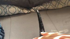 GTP: Godzilla Funko Pop Returns (Video Idea)