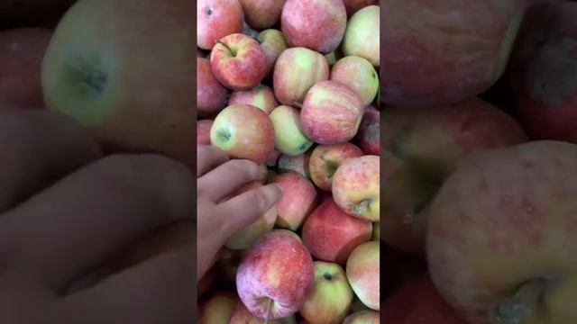 Яблоки новый урожай оптом смотреть онлайн