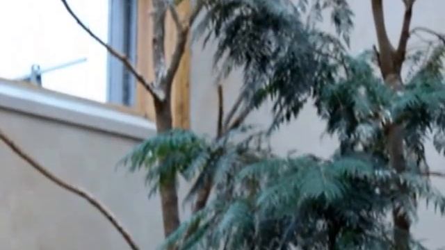 Берлинский зоопарк: солдатский чибис | Berlin Zoologischer Garten: Vanellus Miles смотреть онлайн