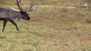 Северные олени в Подмосковье