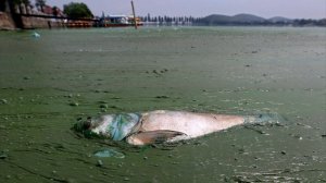 Загрязнение воды