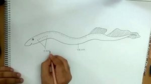 how to draw lamprey/ petromyzon