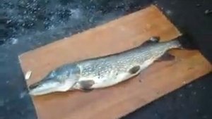 Как почистить рыбу кёрхером.
