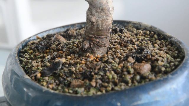 Плесень и мушки на удобрениях для бонсай это нормально?