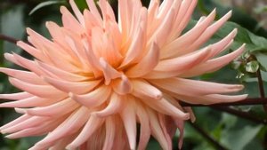 Красивая музыка и цветы! Самая красивая мелодия на свете    Эту музыку можно слушать вечно