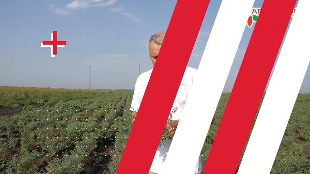 Экскурсия в мир селекции Нута смотреть онлайн