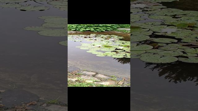 Дом карася.