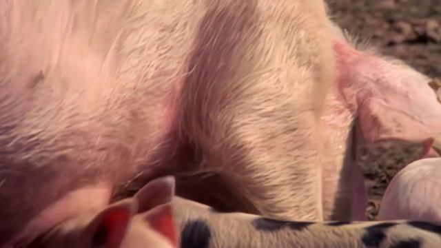 Le cochon truffier, un investissement rentable смотреть онлайн