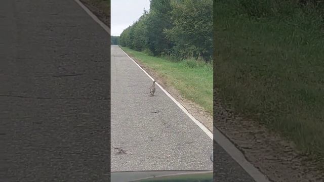 ГЛУХАРКА НА ДОРОГЕ . КРАСИВАЯ ПТИЦА .