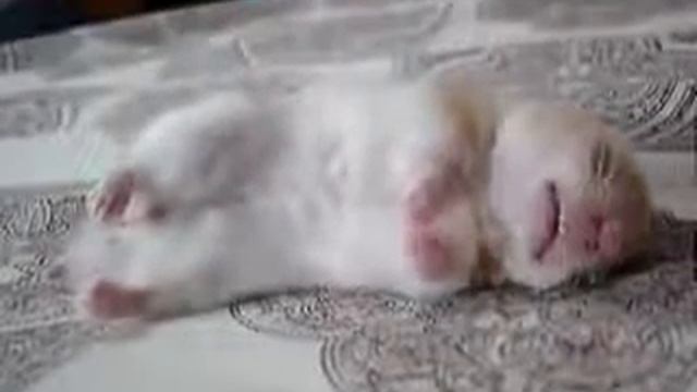 Хомяку снятся сны / Hamster dreams :D смотреть онлайн