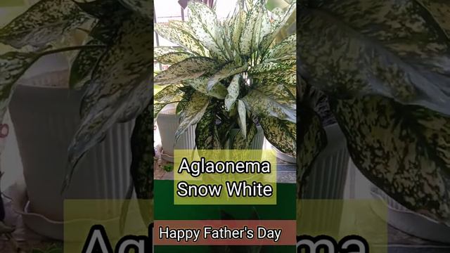 Aglaonema Snow White | Happy Father's Day | #short | (@Tadeo Talan)