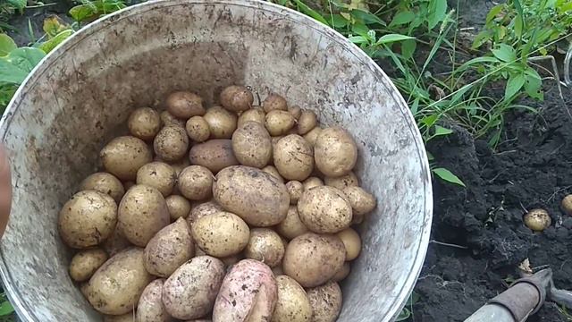 23 августа 2021 г. Результат - картофель посажен осенью. смотреть онлайн