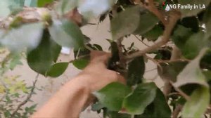 How to Propagate Camellia | Growing Camellia Using Air Layering (如何轻松繁殖山茶花)