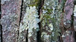 Canon PowerShot G9X Review