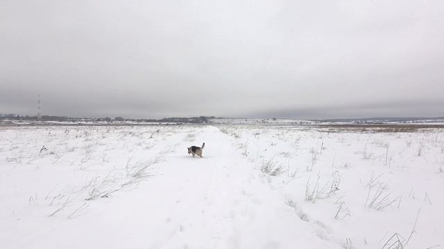 Всё интересно | Прогулка с Севером. Собака радуется снегу смотреть онлайн