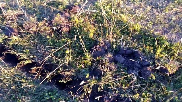 017 Стройка дома своими руками. Разметка участка под копку котлована смотреть онлайн