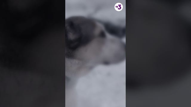 Собака спасла хозяев от пожара