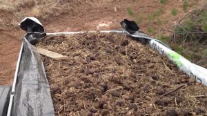 О говне (точнее о навозе).MOV