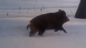 погоня за кабаном на снегоходе