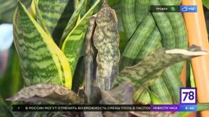 Сансевиерия и как за ней ухаживать