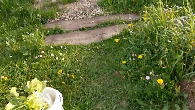 Крестоцветная блошка всё поела. Чем я буду с ней бороться. 21.05.23 смотреть онлайн