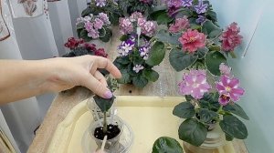 Фиалка зацветёт через 6 месяцев от посадки листа! Мой метод!