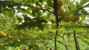 Алыча Июльская Роза. 30 июля 2022. Самарская область