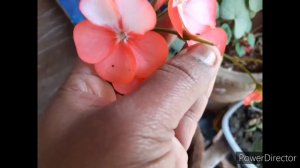 Geranium growing tips and propagation in Tamil।।Geranium Propagation