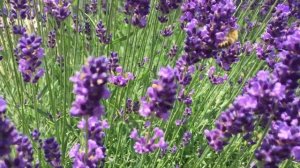 I care for bees -with a  hidcote blue lavender bed