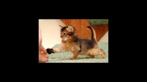 Сомалийская кошка. (сомали)