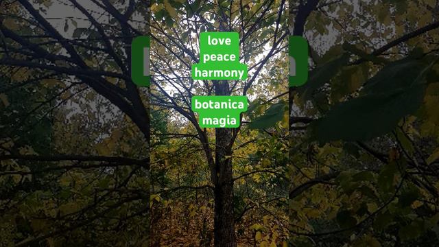 #музыкадляйоги #calmingmusic #botanicamagia #yoga #медитация #йога