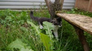 Норвежский лесной котёнок Romeo On Fashion Peak, 3 месяца