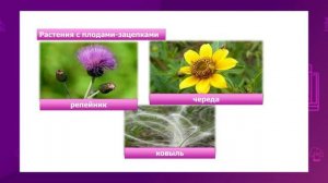 Естествознание. 4 класс. Распространение семян и защита растений от исчезновения /28.09.2020/