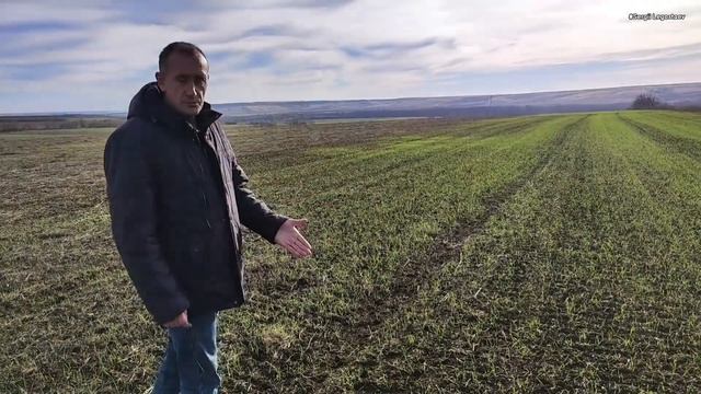 ч 2 СХОДИ пшениці з горохом на 03 12! Суцільний посів РУМ + борона  "Колісниця"  Без міндобрив